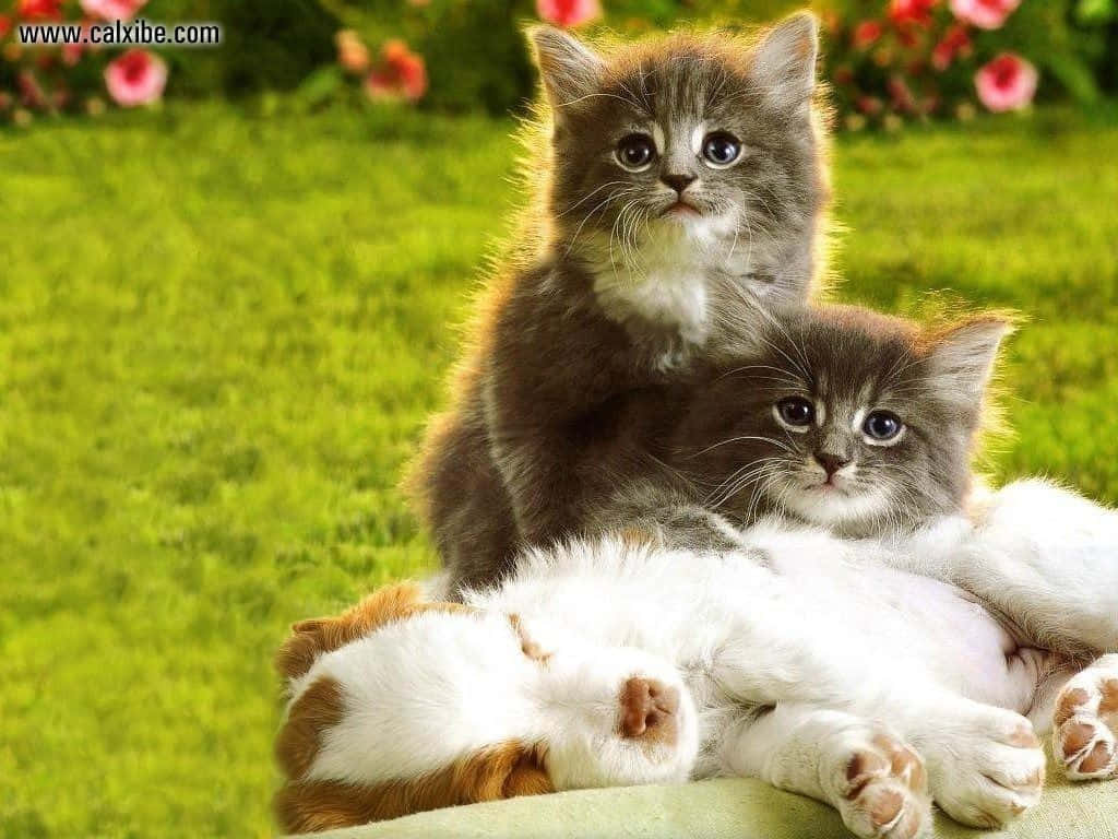 Two Adorable Companions: A Kitten And Puppy! Background