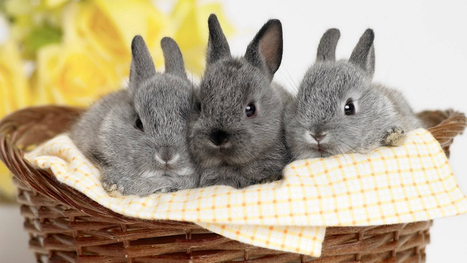 Two Adorable Gray Bunnies In A Woven Basket Background