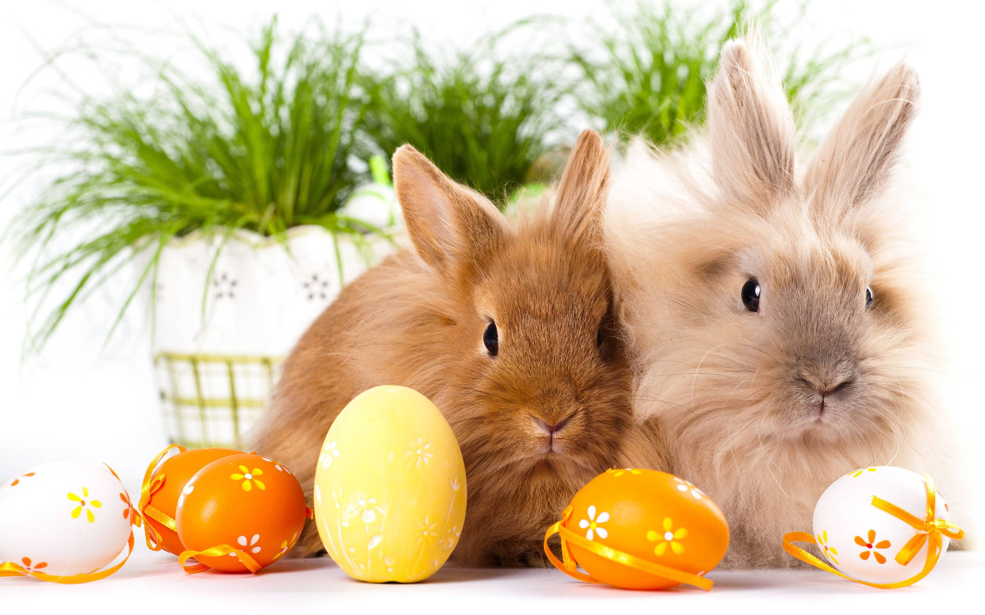 Two Adorable Happy Easter Bunnies With Eggs Background