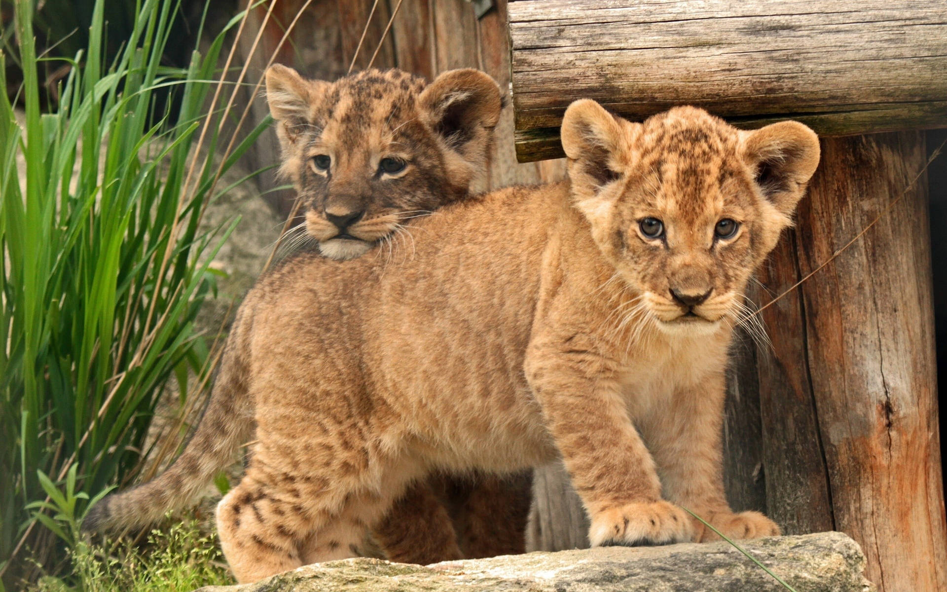 Two Adorable Lion Cubs Background