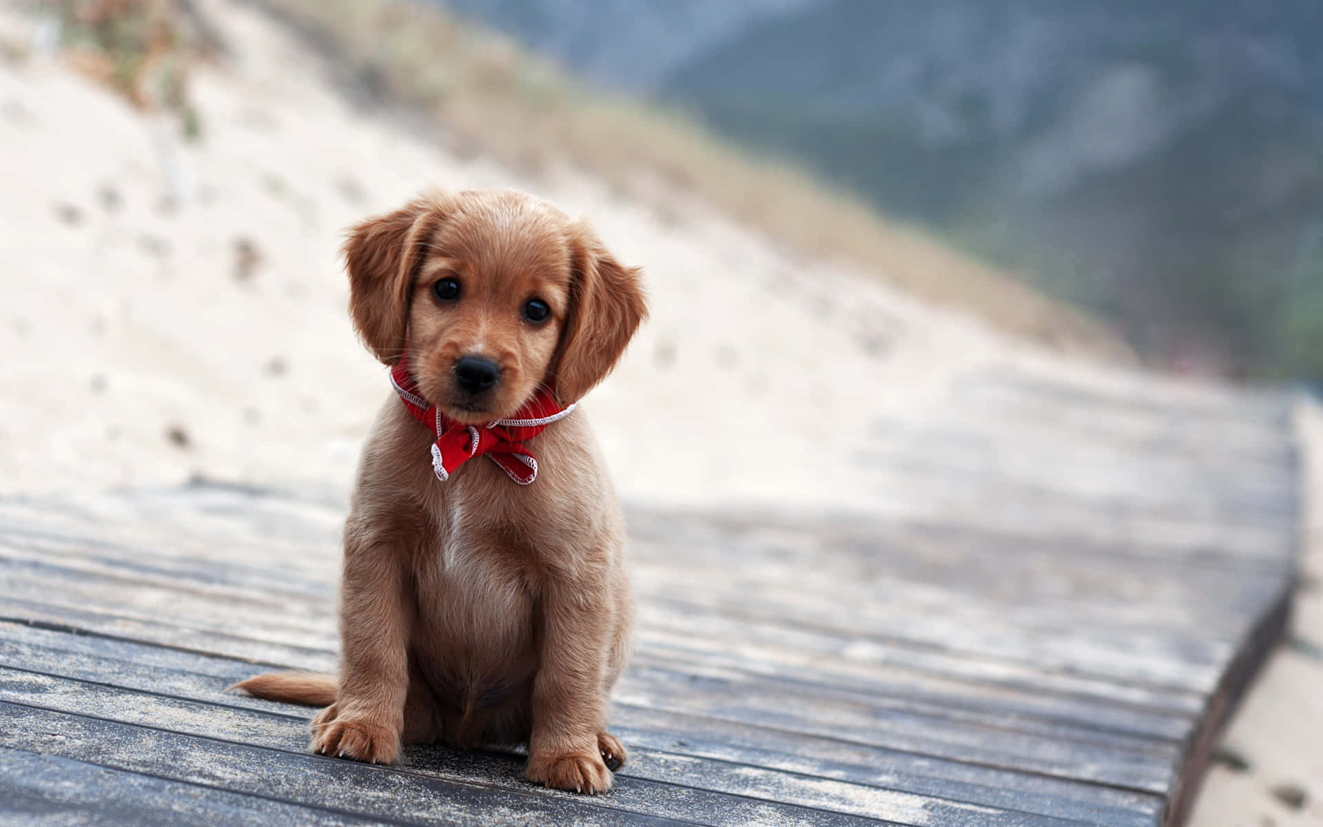 Two Adorable Little Puppies Enjoying Playtime Background