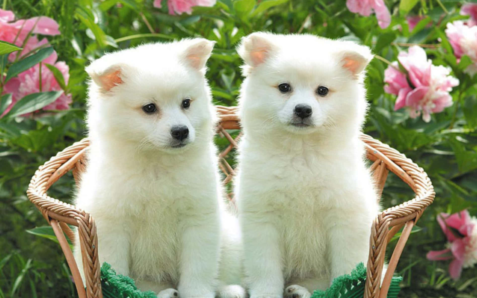 Two Adorable Little Puppies Snuggling Together. Background