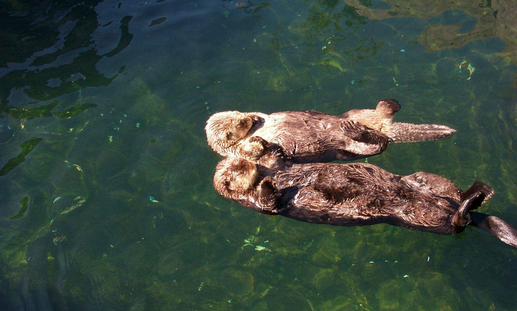 Two Adorable Otters Floating Together In The Water Background