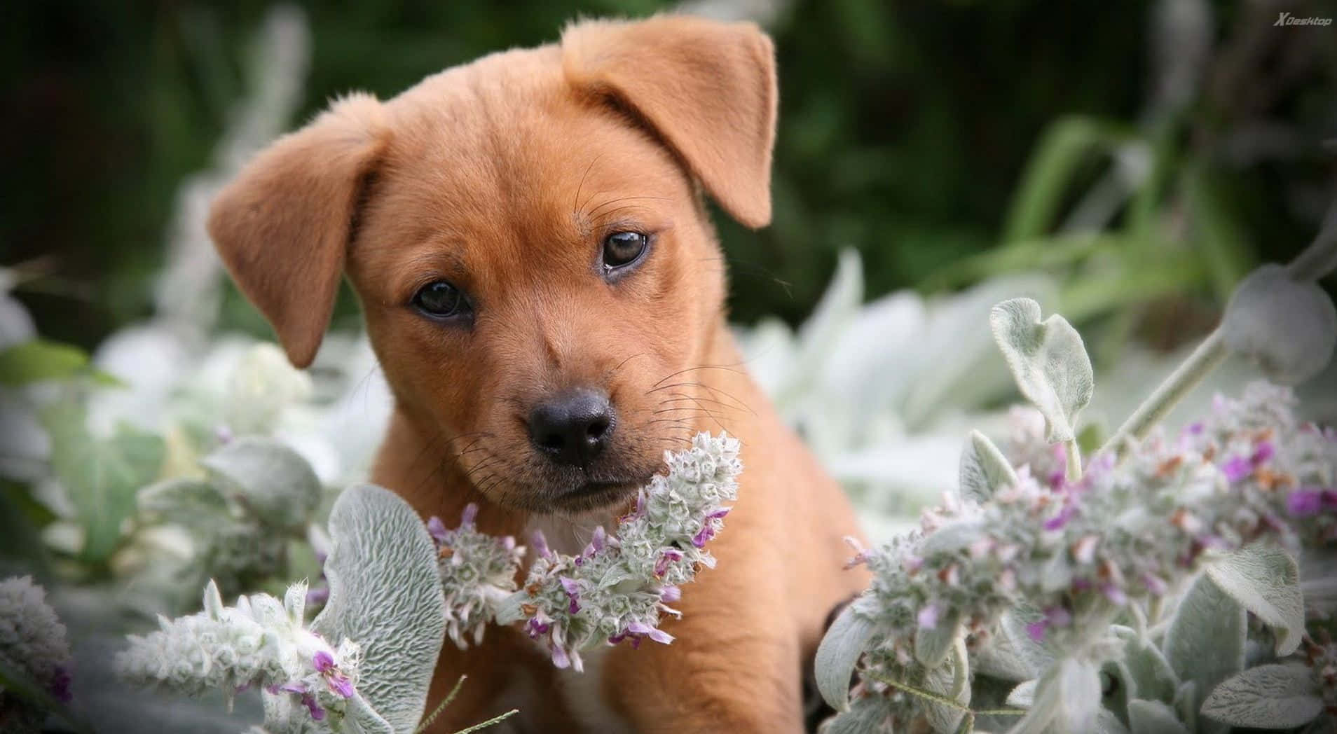 Two Adorable Pink Puppies, Perfect Companions. Background