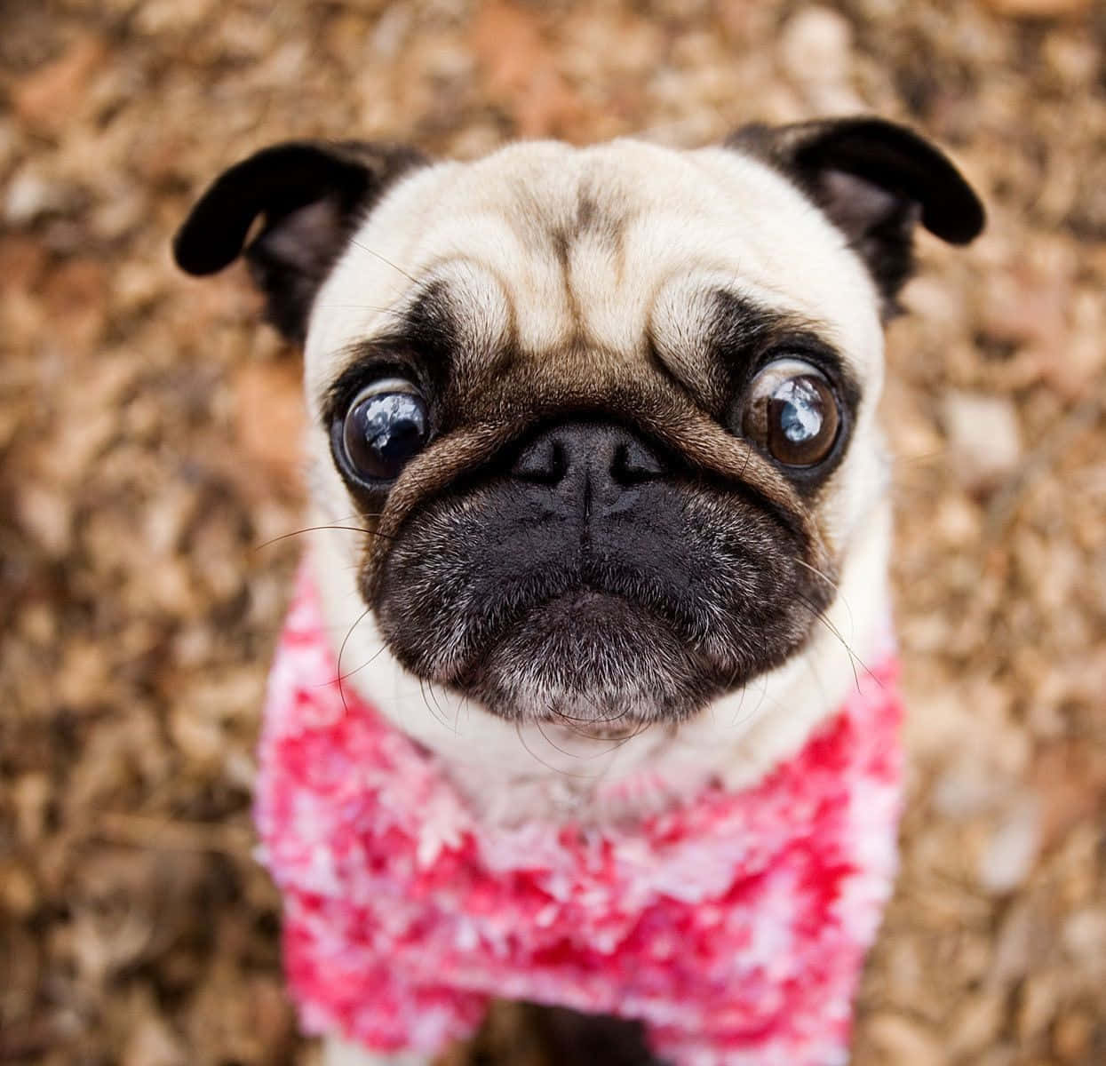 Two Adorable Pink Puppies Sitting In The Grass Background