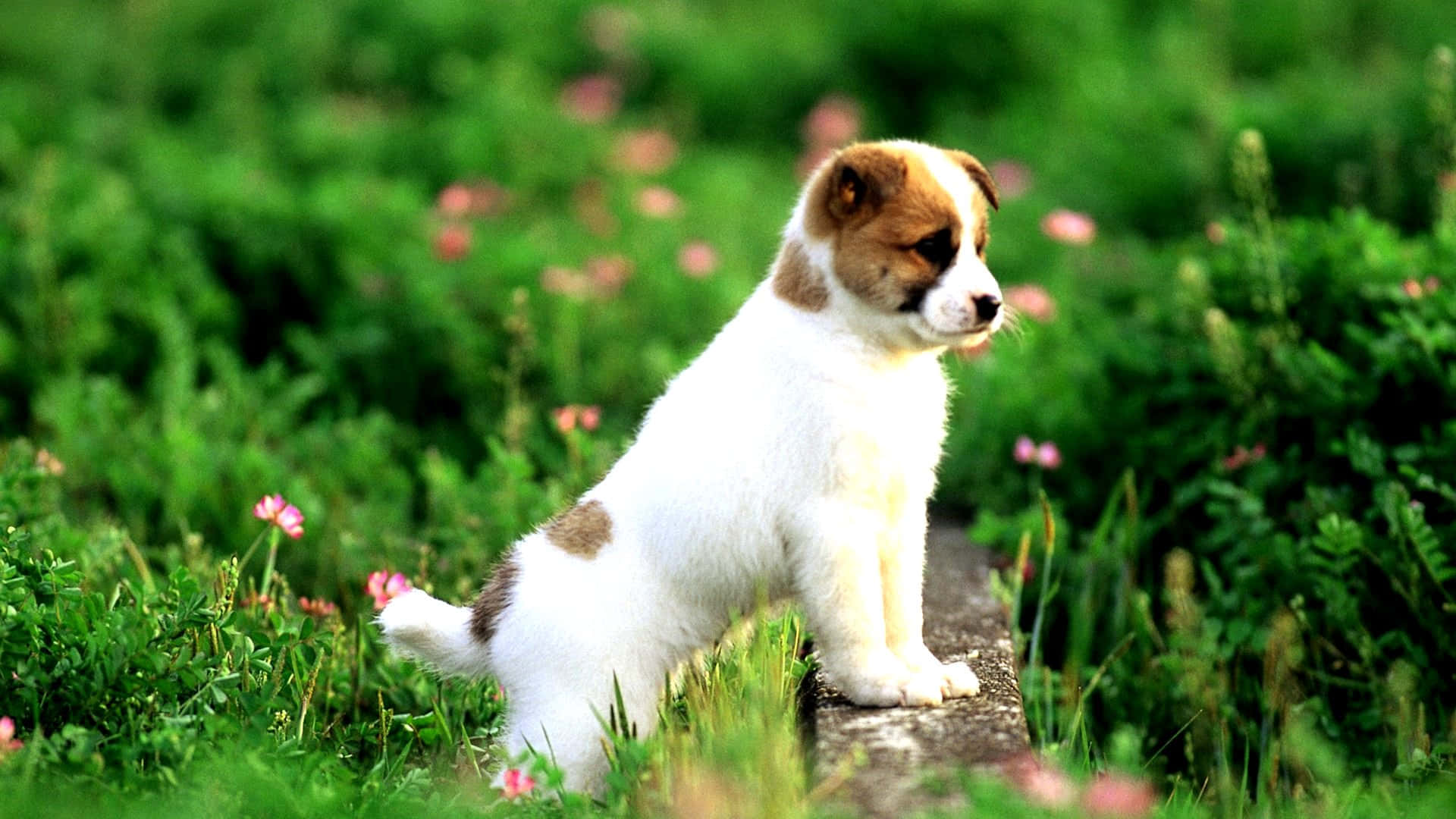 Two Adorable Puppies Enjoying A Playful Moment Background