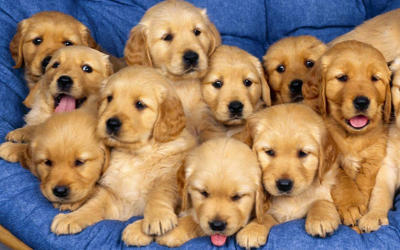 Two Adorable Puppies Enjoying A Playful Reunion Background