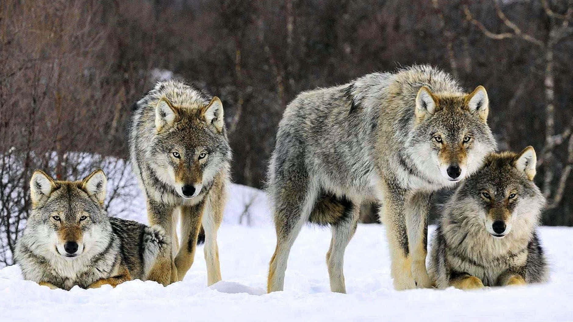 Two Adorable Wolves Embracing In The Snow Background