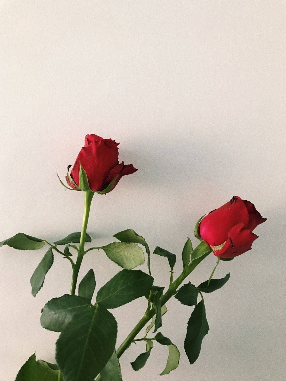 Two Aesthetic Red Roses Background