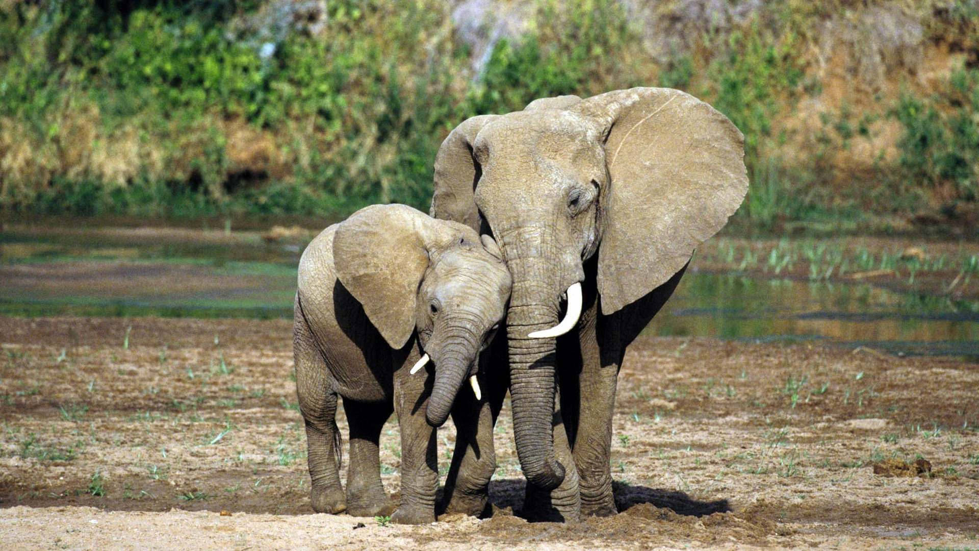 Two African Elephants In The Savannah Background