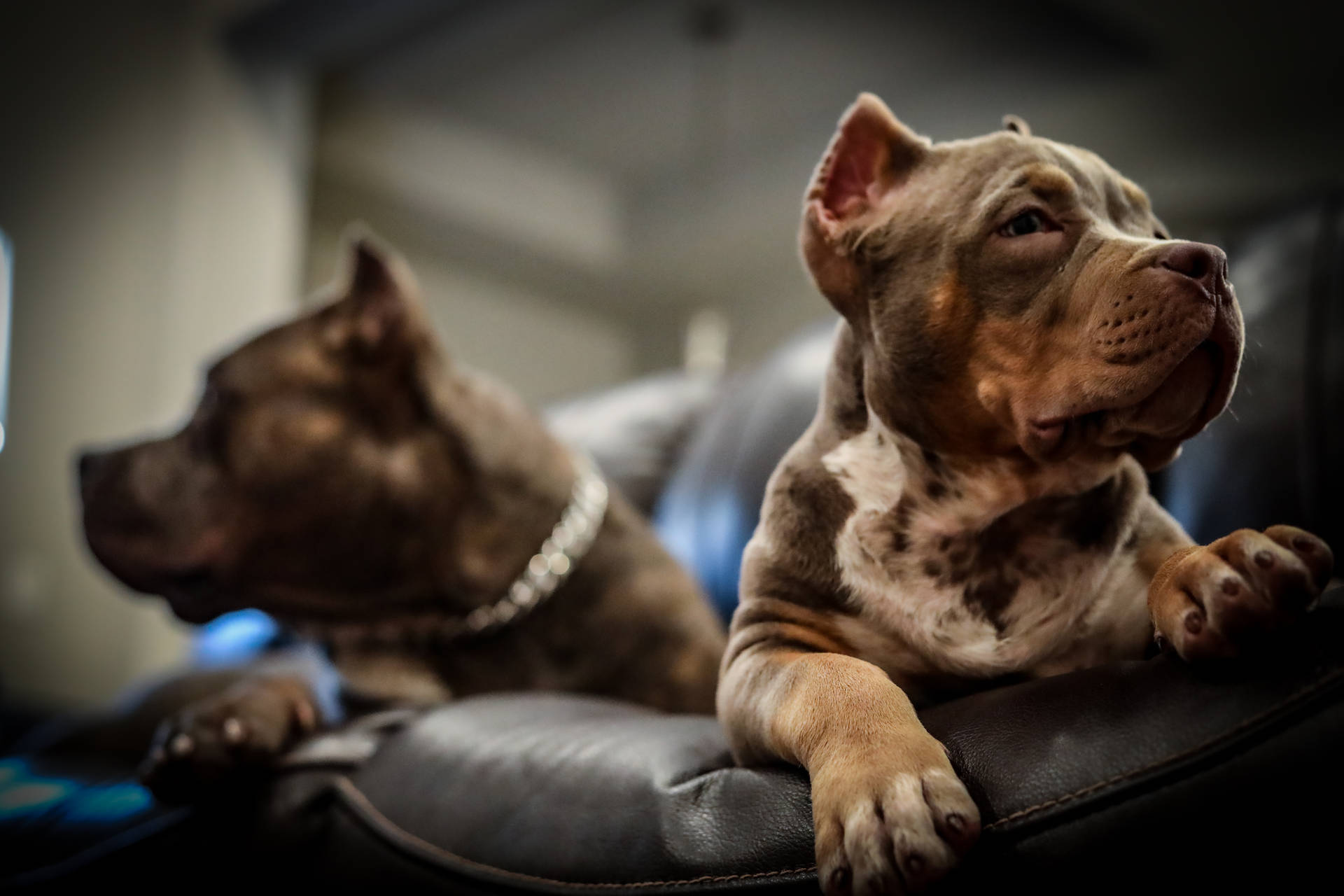 Two American Pitbull Terrier Puppies Background