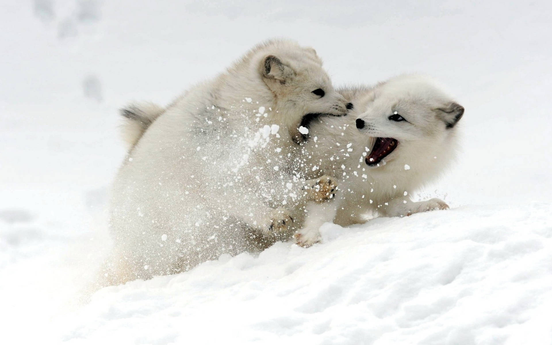 Two Baby Arctic Foxes Background