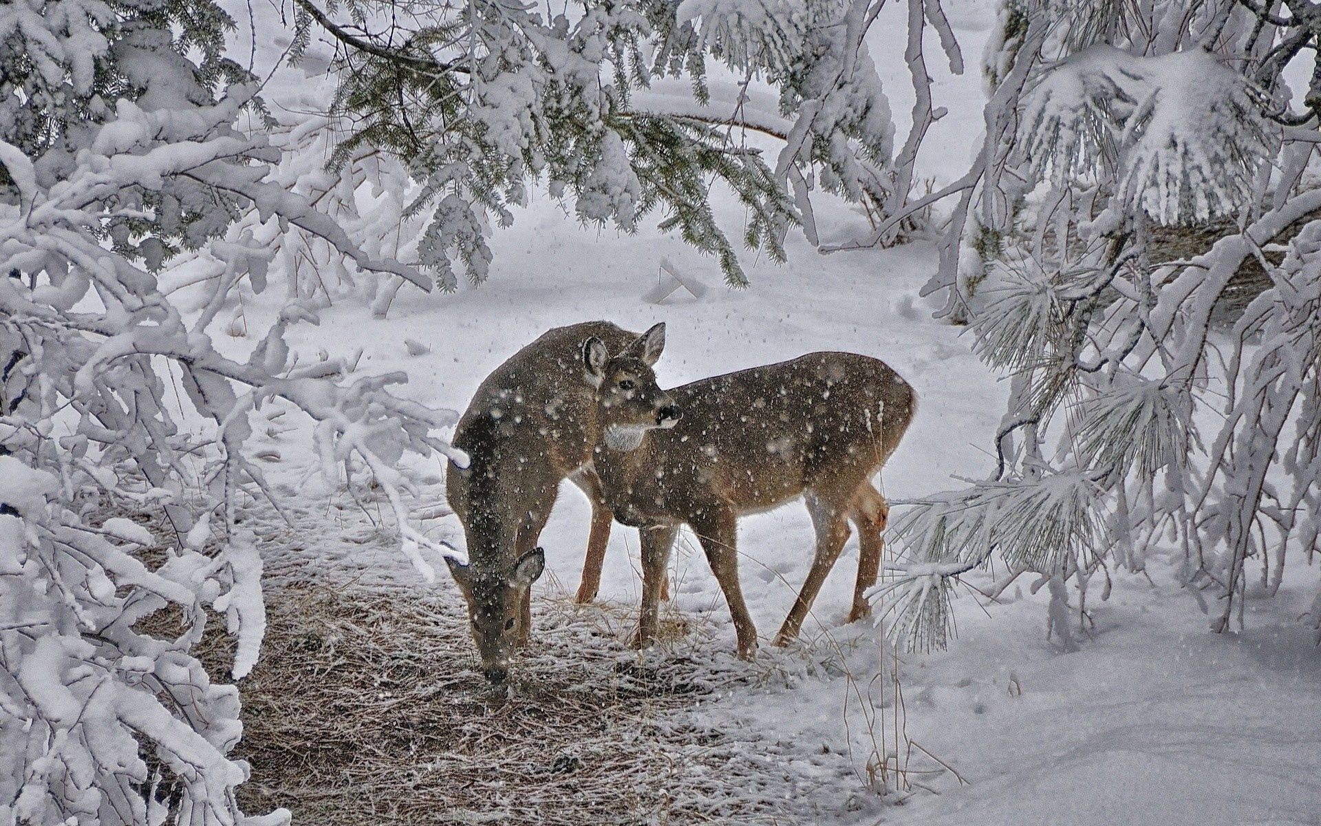 Two Baby Deer In Snow Background