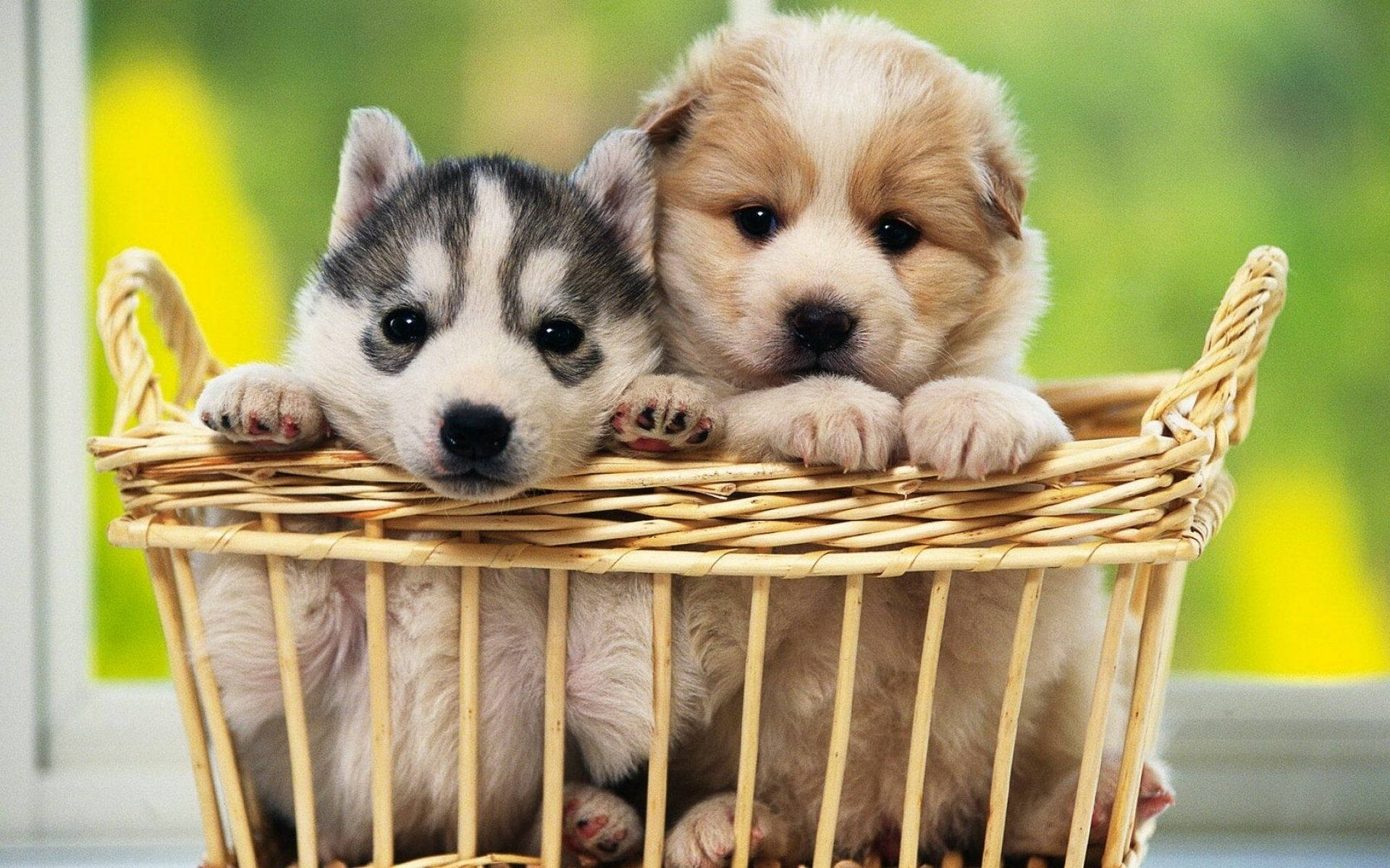 Two Baby Dogs Inside A Basket Background