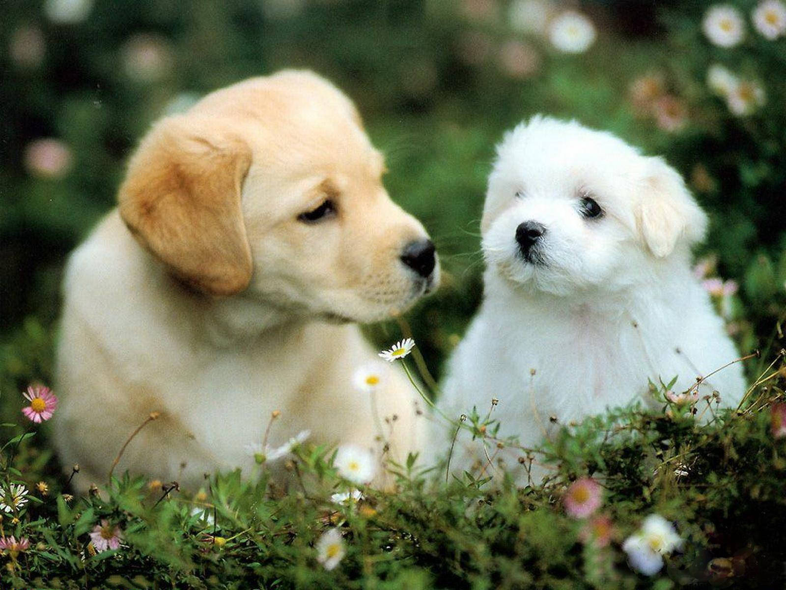 Two Baby Dogs Relaxing Together Background