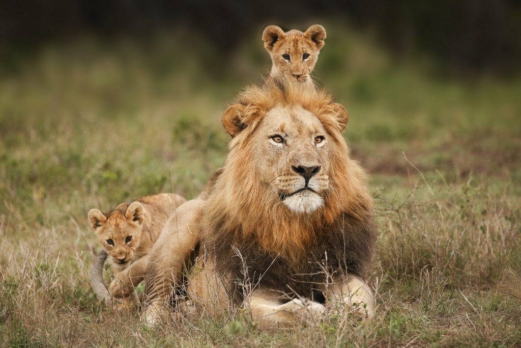 Two Baby Lions And A Lion