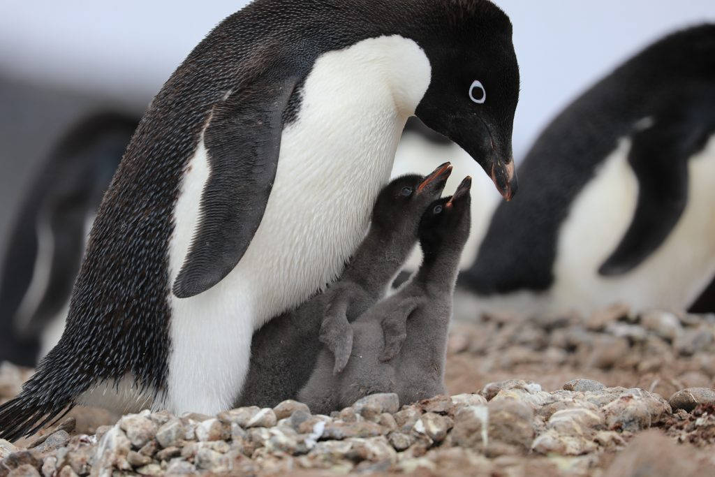 Two Baby Penguins And Parent