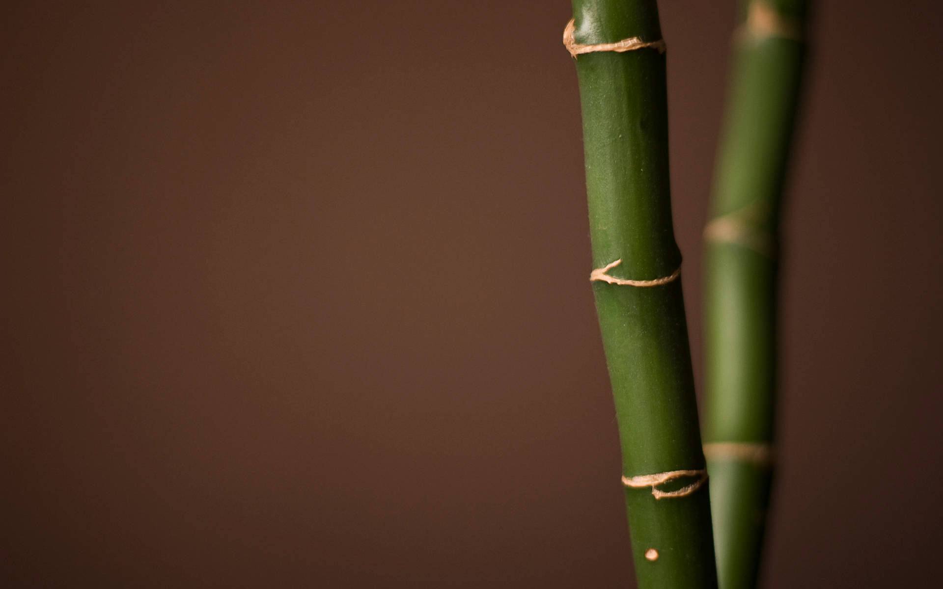 Two Bamboo Sticks Background