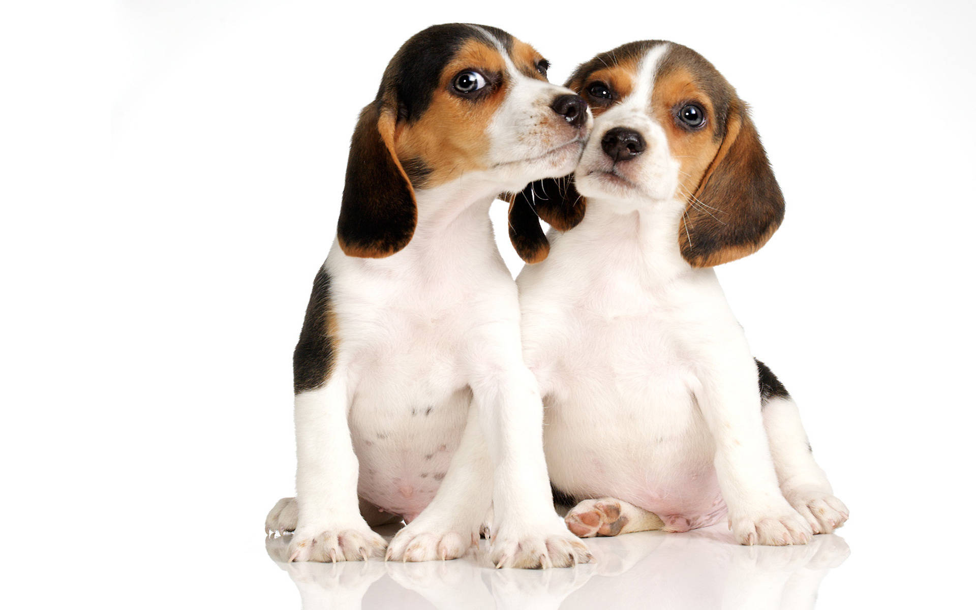 Two Beagle Puppies Background