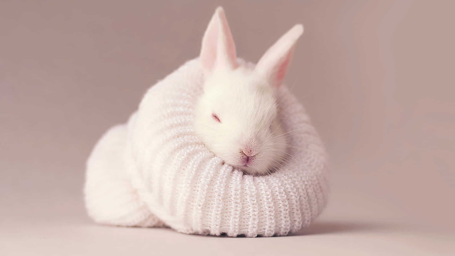 Two Beautiful White Bunny Rabbits Snuggling Background