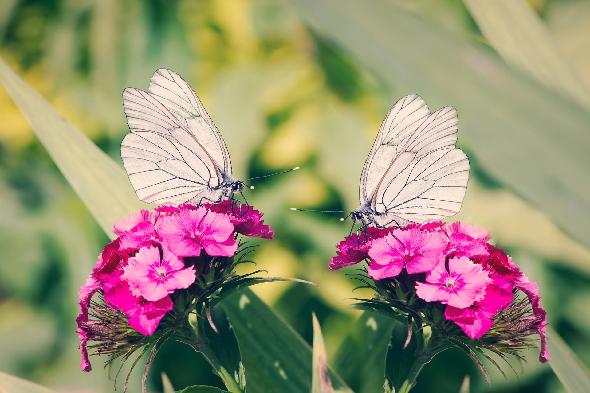 Two Beautiful White Butterflies Background