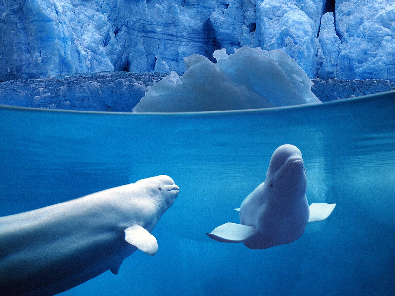 Two Beluga Whales Swimming Background