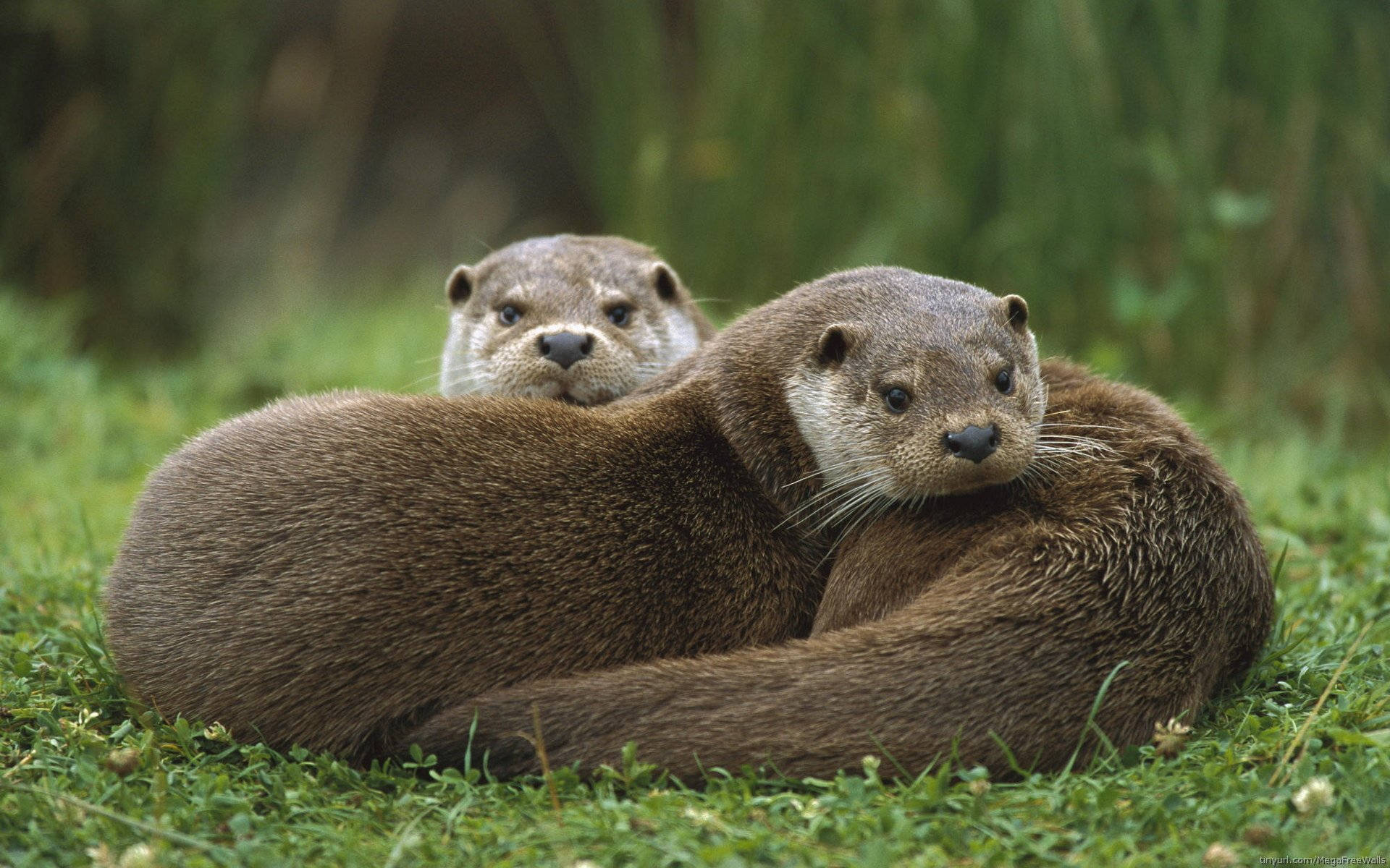 Two Big Otters