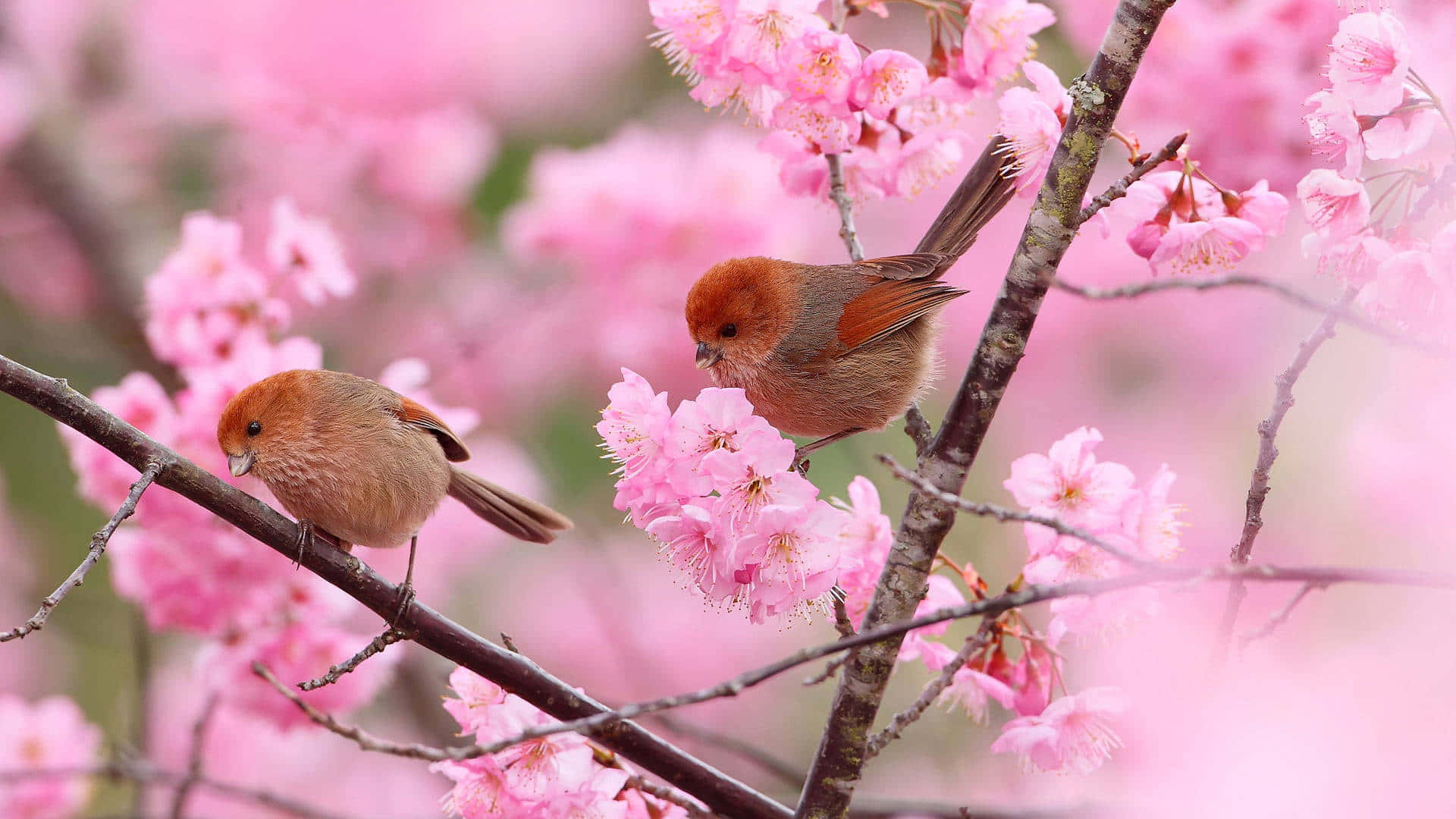 Two Birds Sitting On A Branch With Pink Blossoms