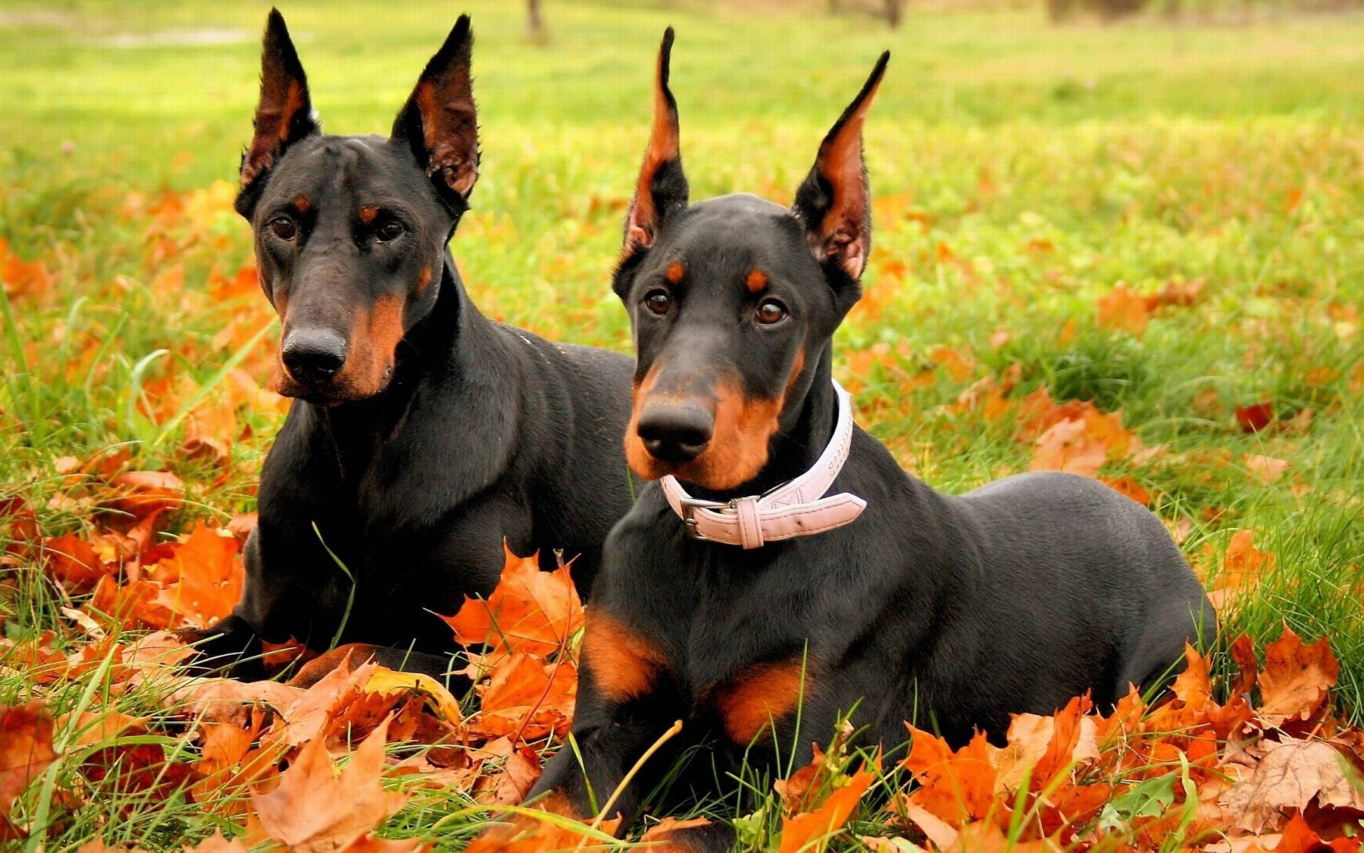 Two Black And Rust Doberman Pinschers Background