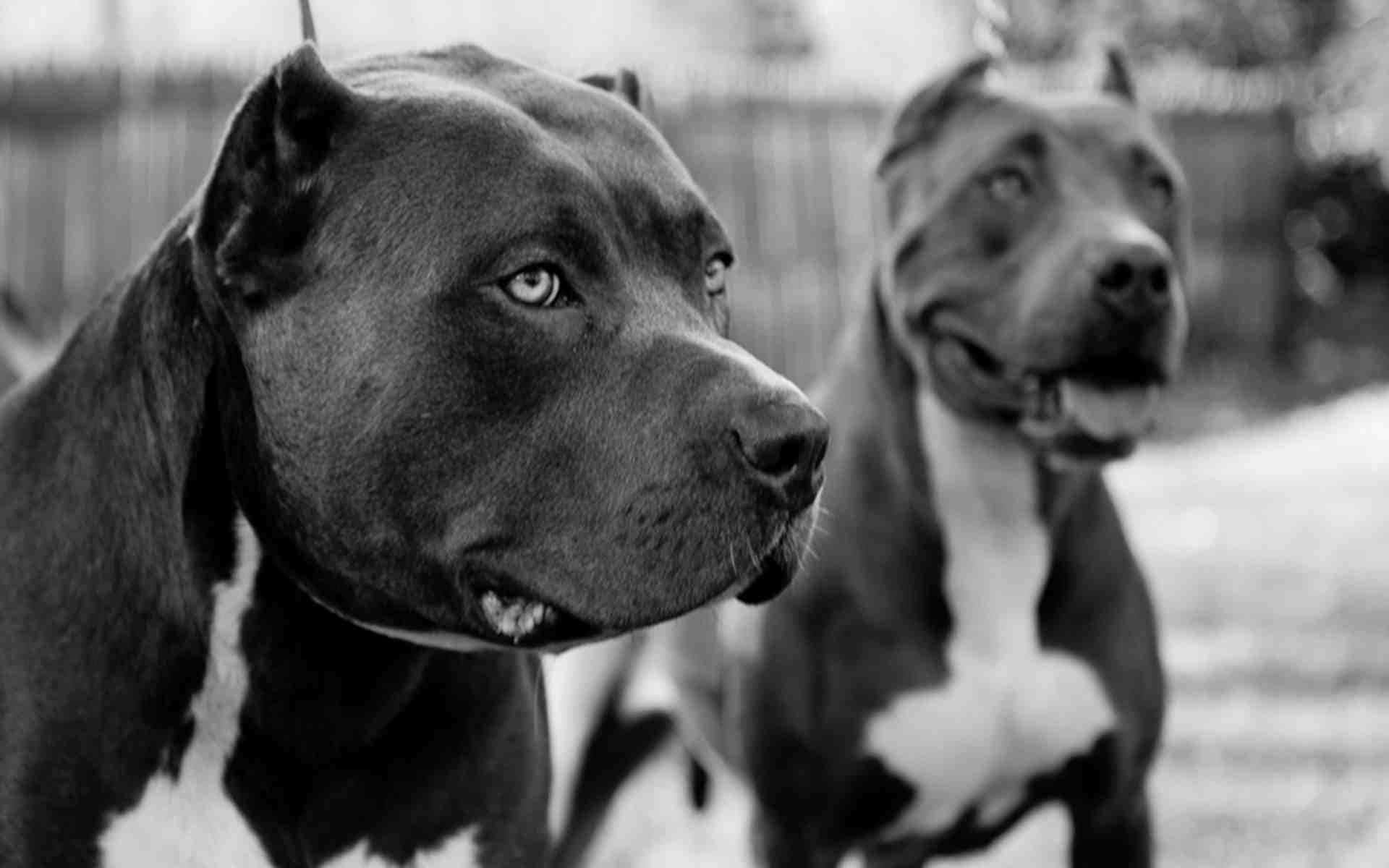 Two Black And White Dogs Standing In A Yard Background