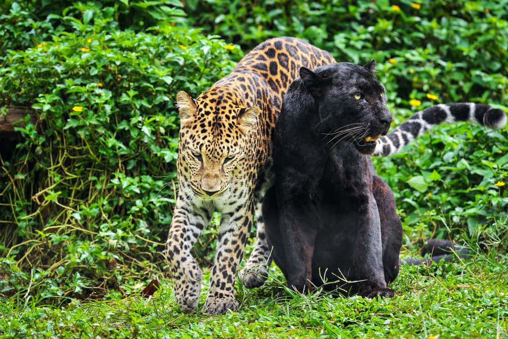 Two Black And White Leopards Are Fighting In The Jungle Background