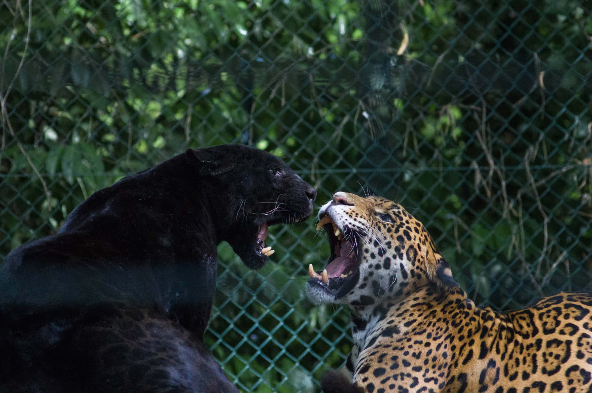Two Black Jaguars Fighting Background