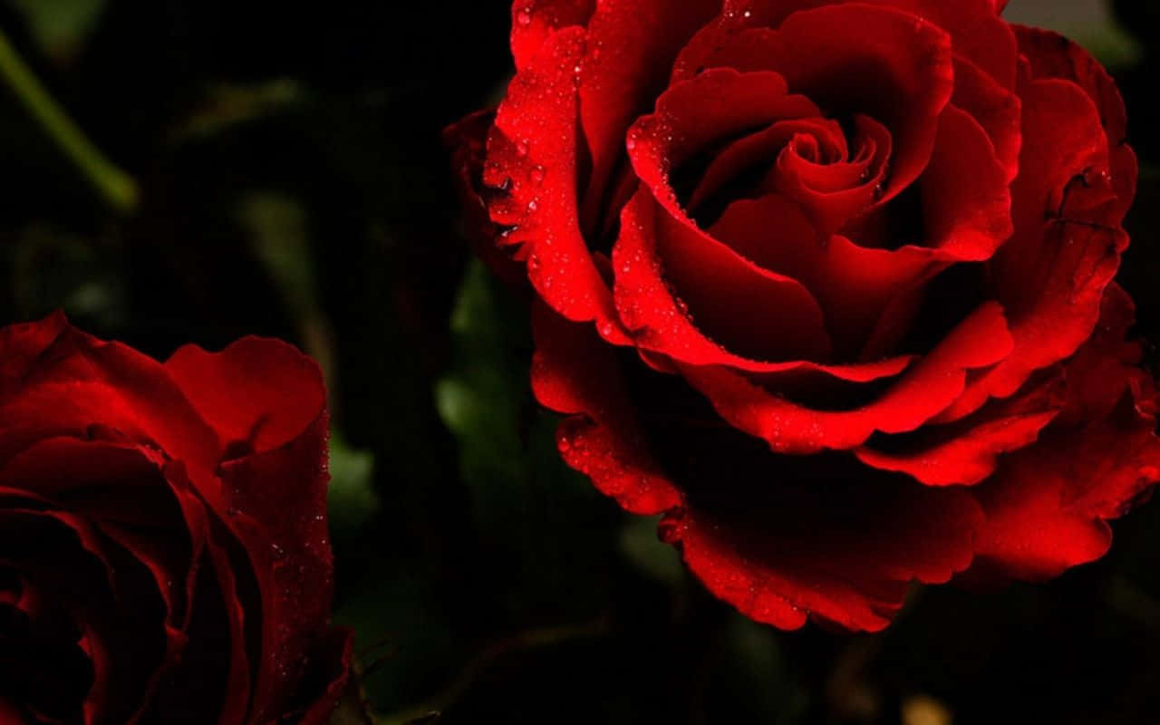Two Blooming Red Roses Laptop Background