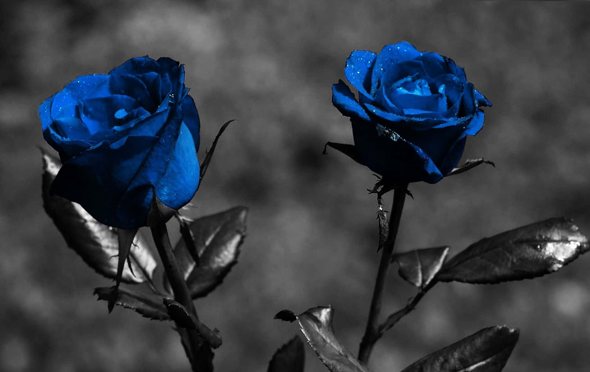 Two Blue Roses Are Shown In Black And White Background