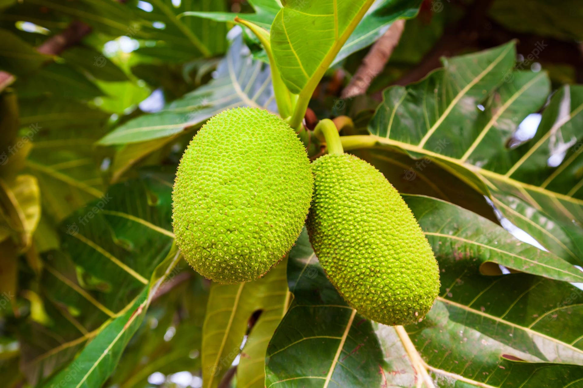 Two Breadfruit Fruit