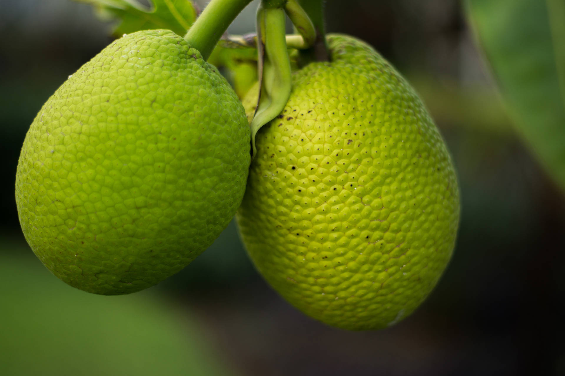 Two Breadfruit Textures