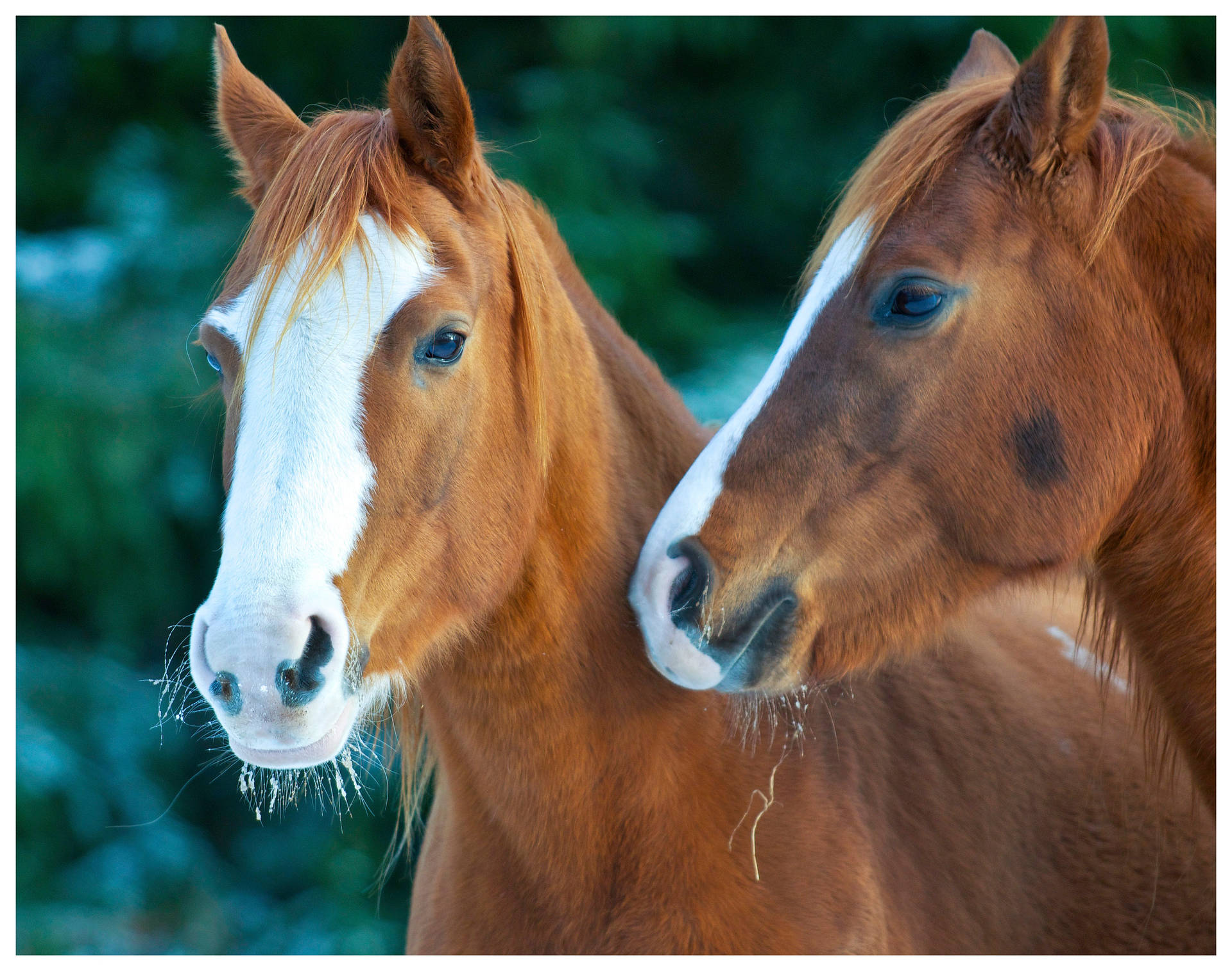 Two Brown And White Foal Headshot Background