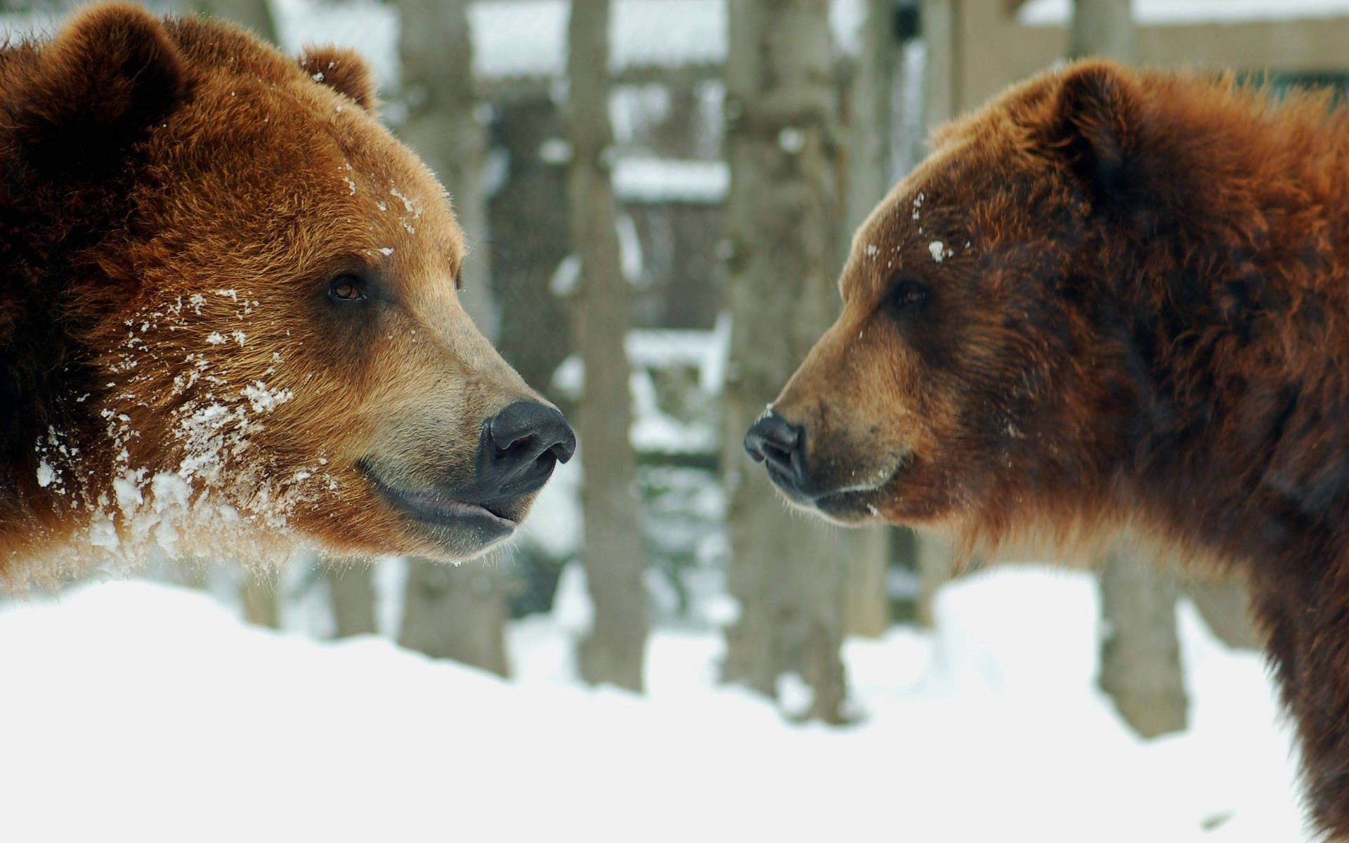 Two Brown Bears Background