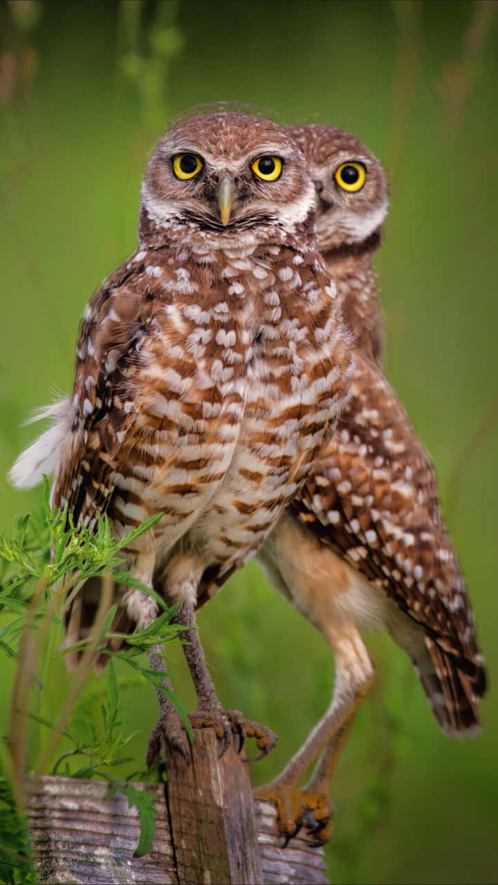 Two Brown Burrowing Owls Phone Background