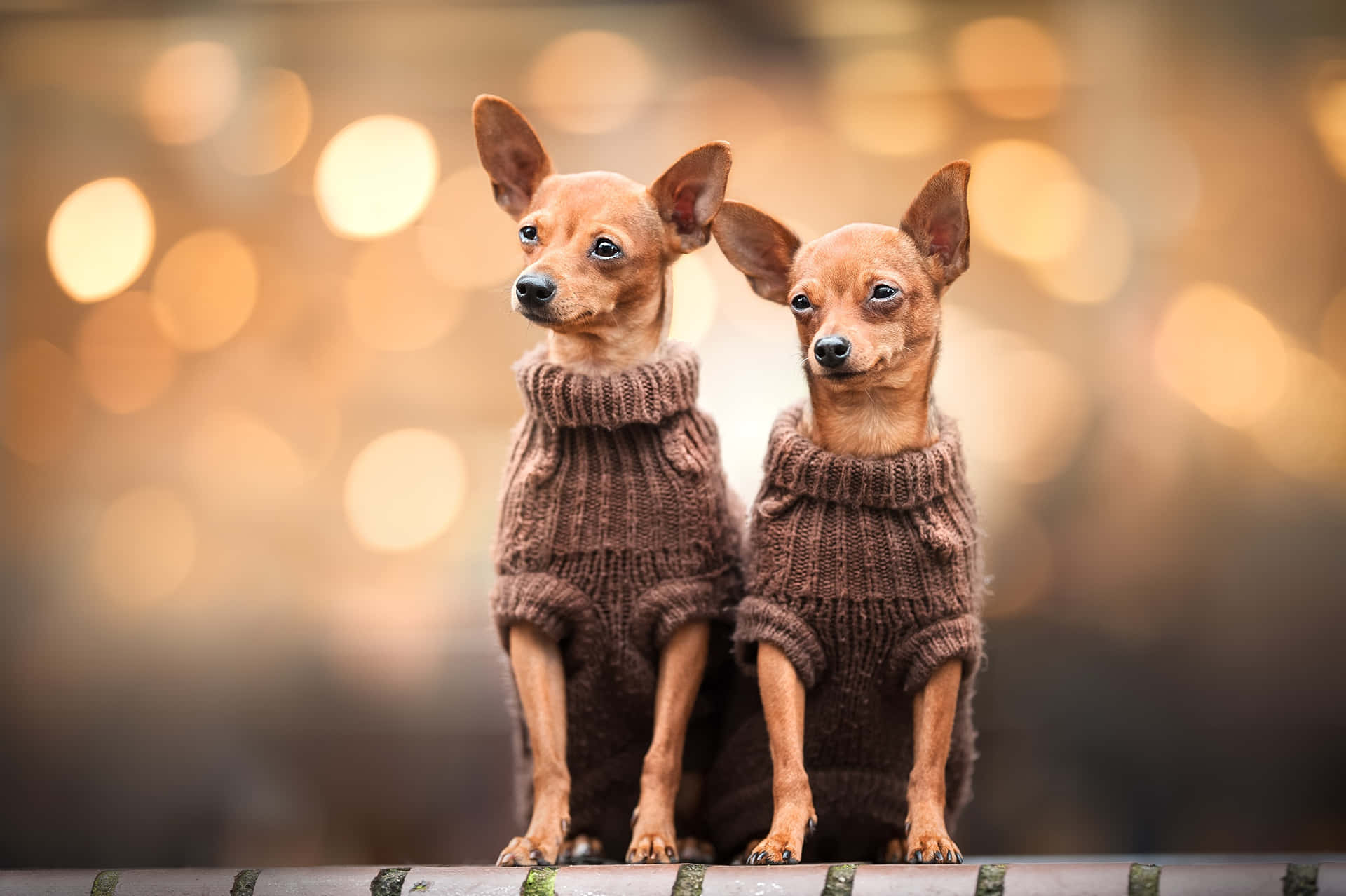 Two Brown Chihuahua Dog Wearing Sweater Background