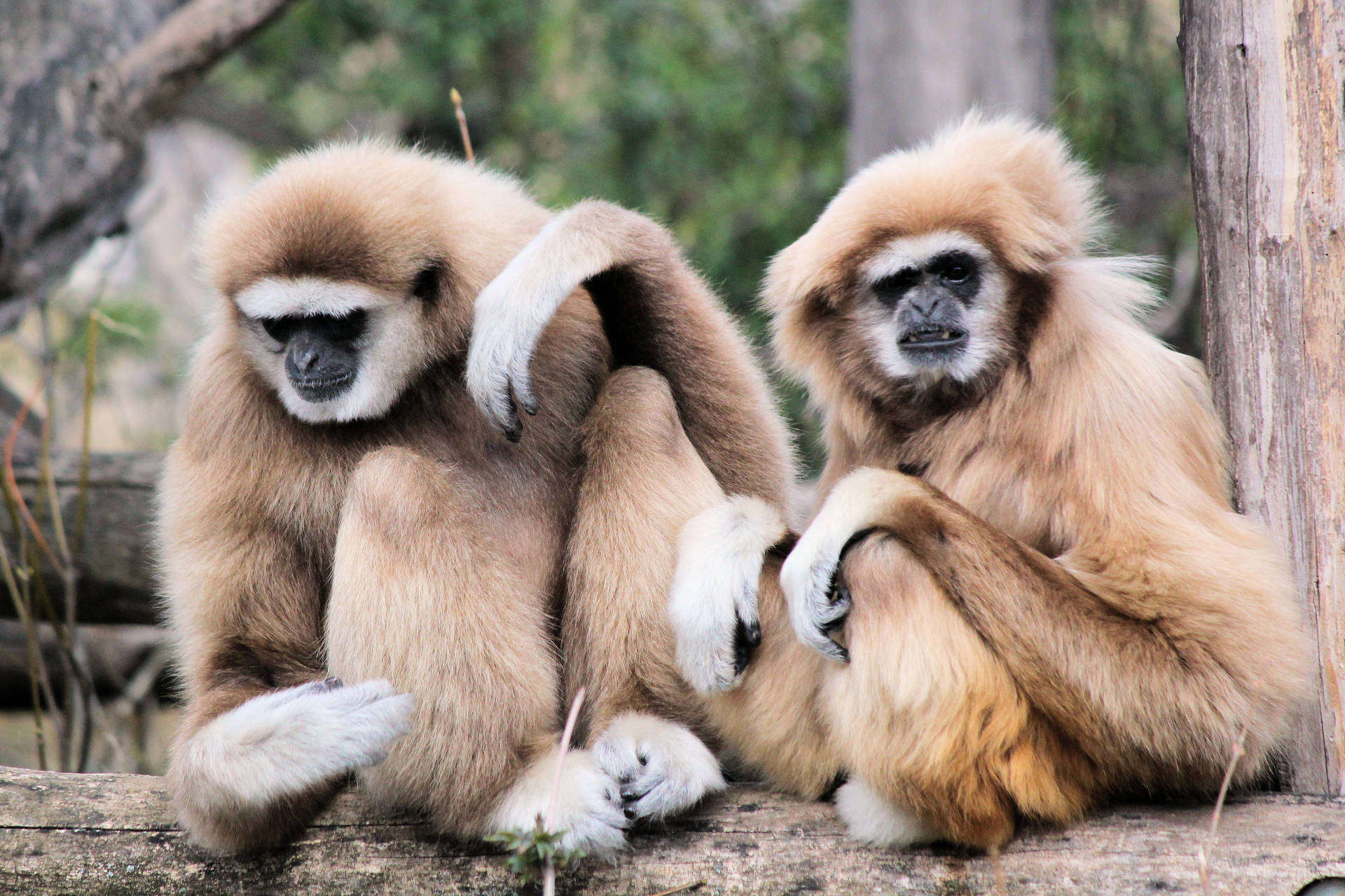 Two Brown Gibbons Background
