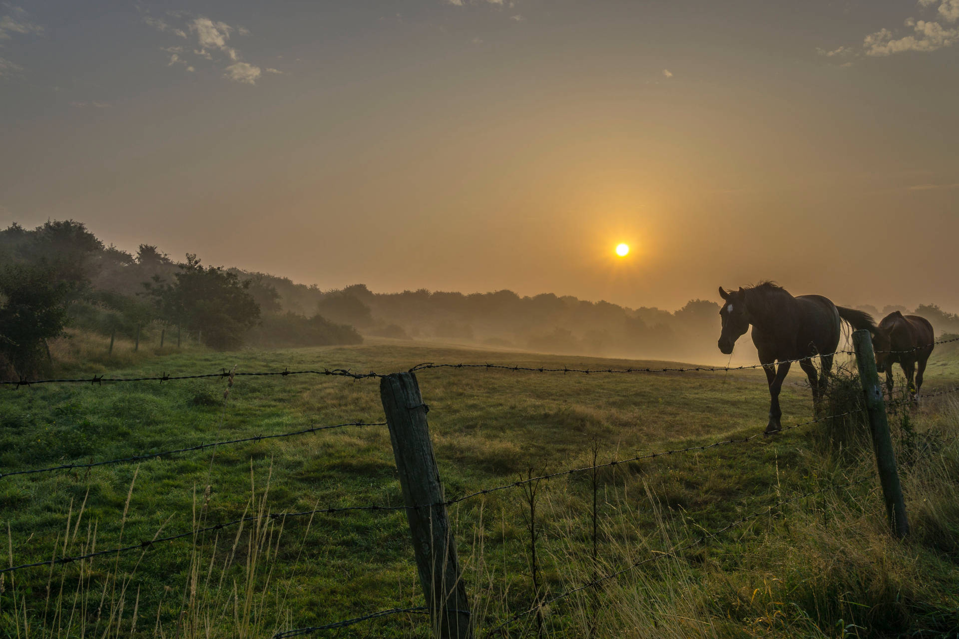 Two Brown Horses On Open Field During Sunrise Background