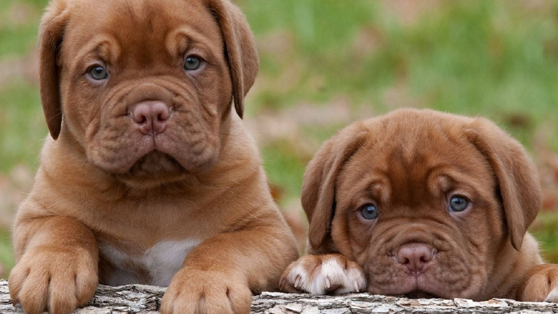 Two Brown Puppies Background