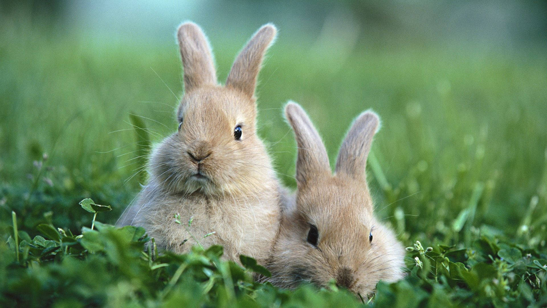 Two Brown Rabbits Apearring Over A Log Background
