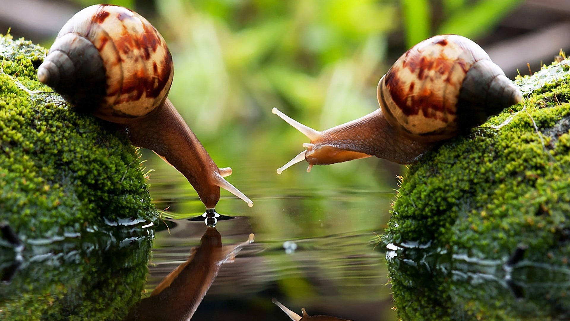 Two Brown Snails Drinking Water