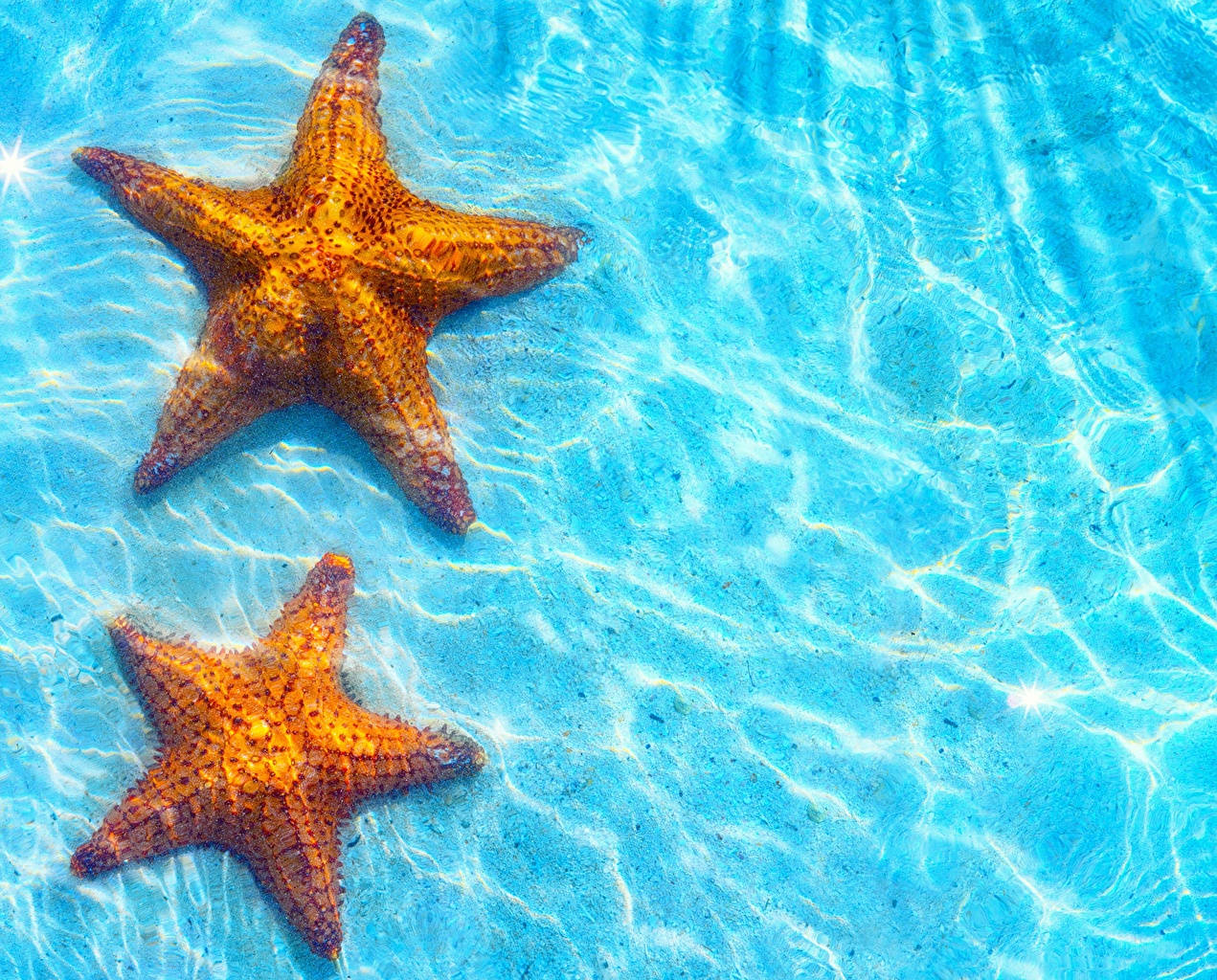 Two Brown Starfish Blue Ocean Background