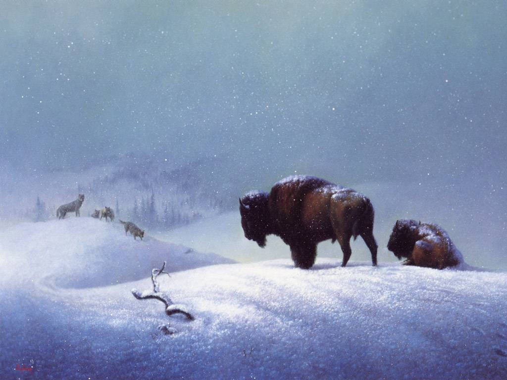 Two Buffaloes In Snow Background