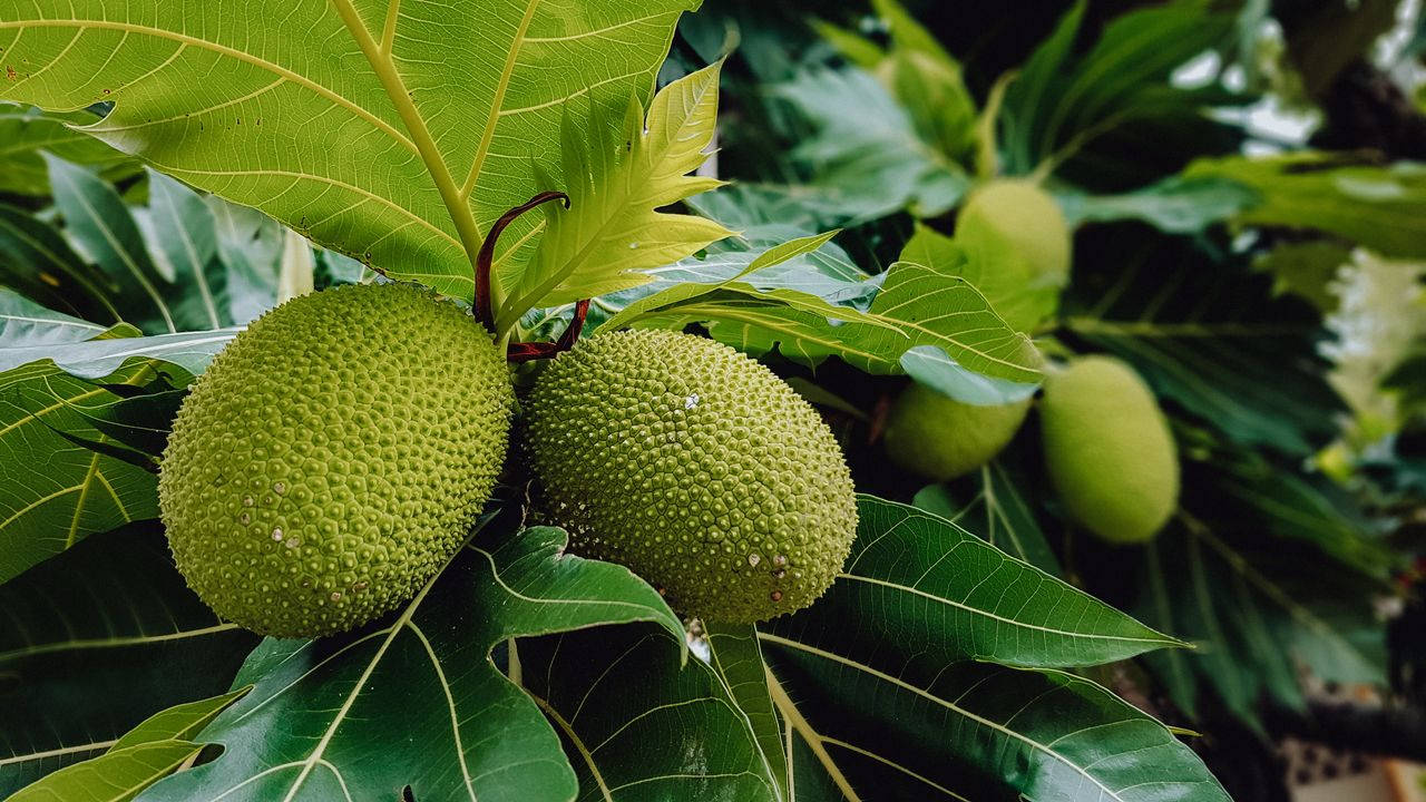 Two Bundles Of Breadfruit Background