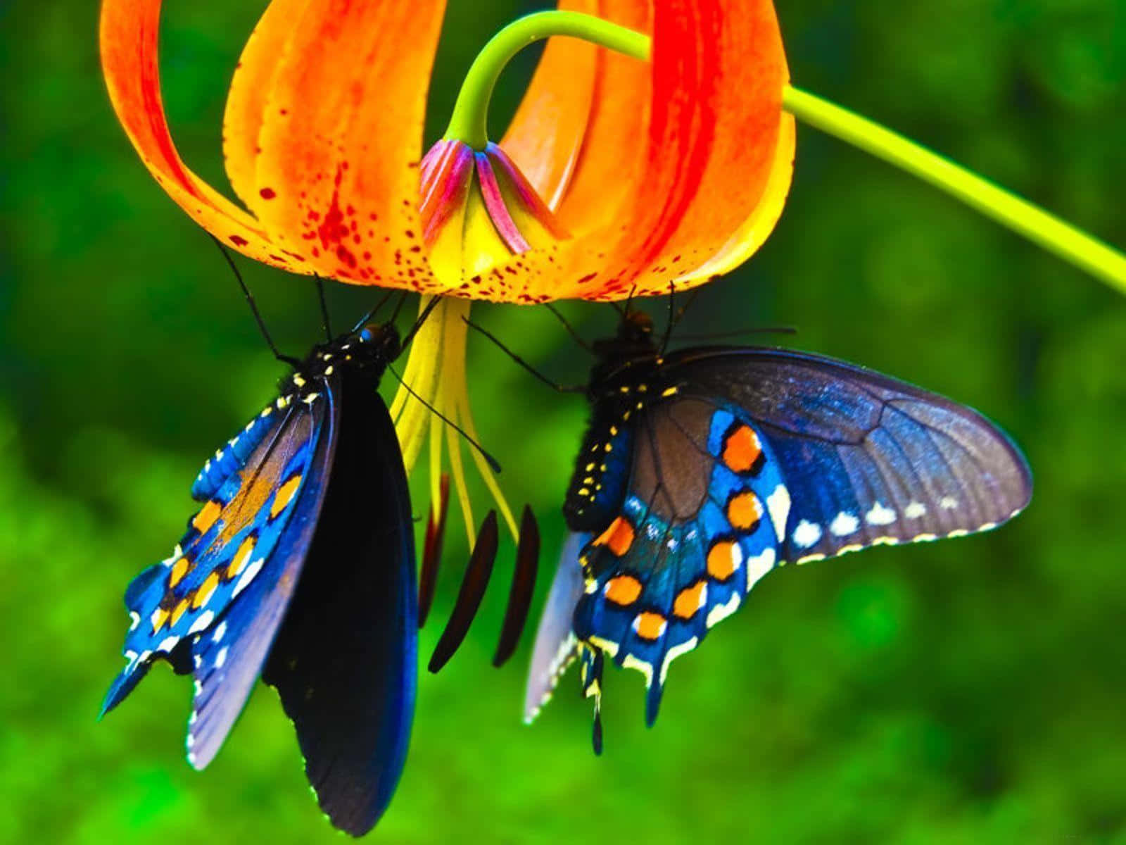 Two Butterflies Are Sitting On A Flower