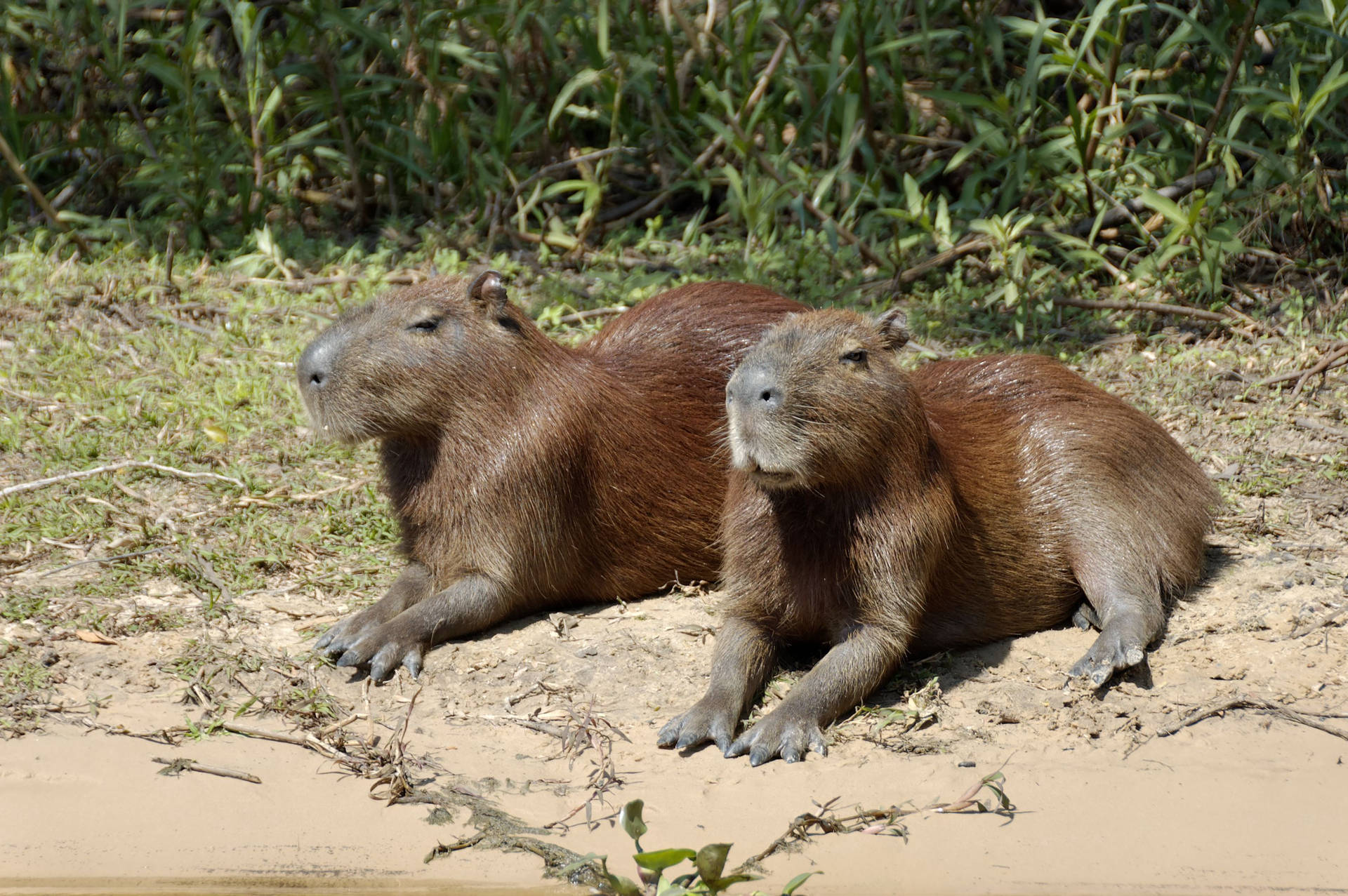 Two Capybaras Relaxing Background